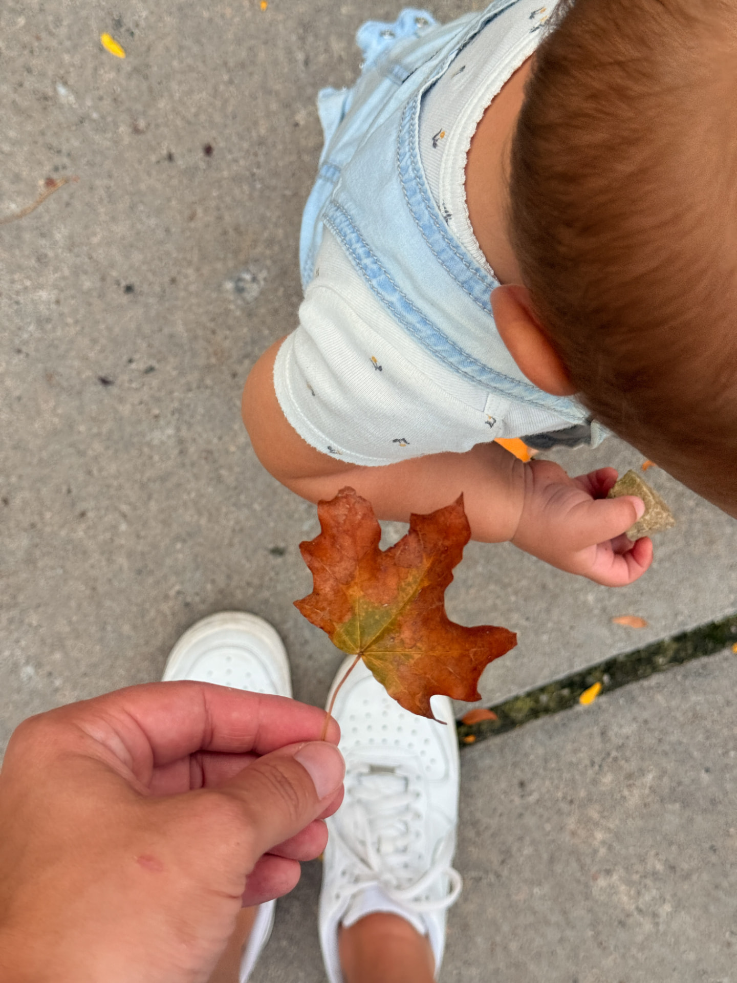 A little boy holding an autumn leaf